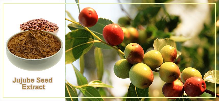 Jujube Saponins1 Jujube Saponins1