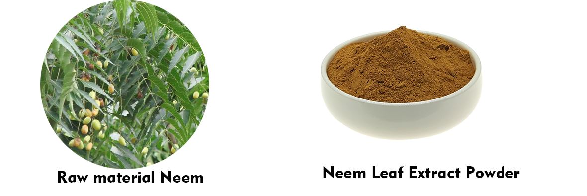product-1-1 Neem Leaf Extract Powder Benefits