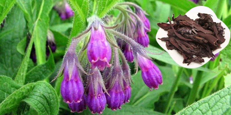 Lithospermum Root Extract raw material