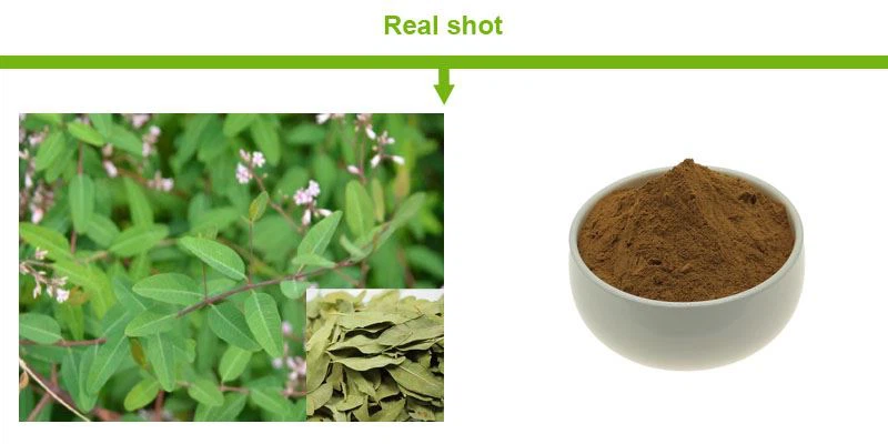 product-1-1 Apocynum Venetum Extract Powder1