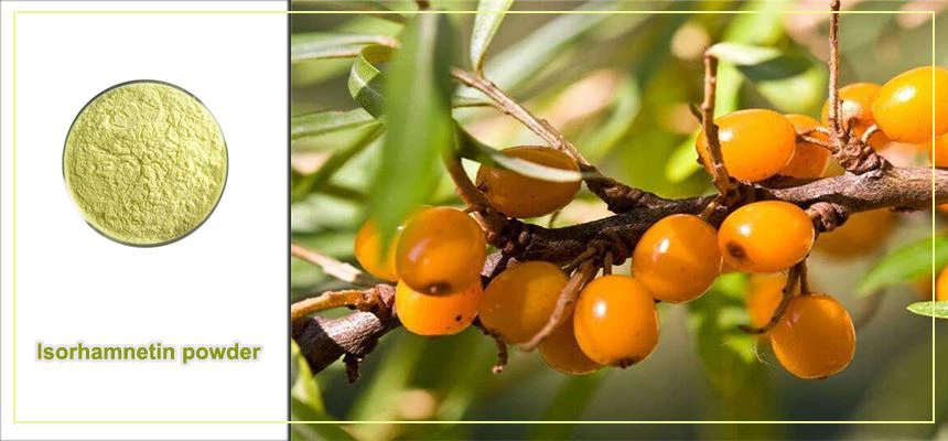 Isorhamnetin powder raw material display Isorhamnetin powder raw material display