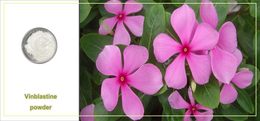 Vinblastine powder raw material display Vinblastine powder raw material display