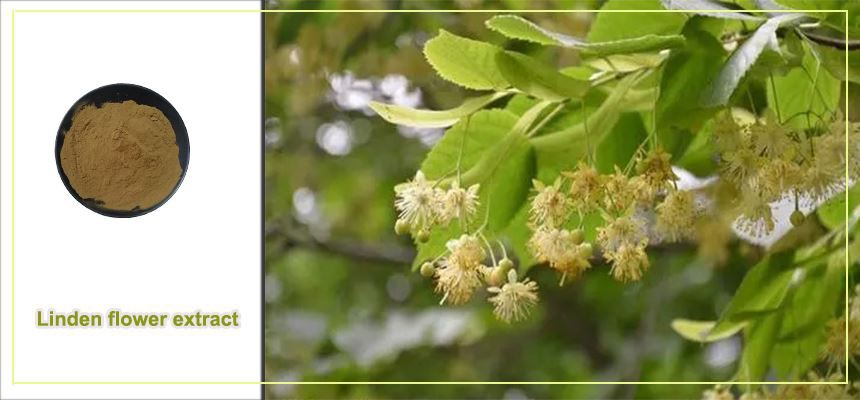 Linden flower extract powder raw material display Linden flower extract powder raw material display