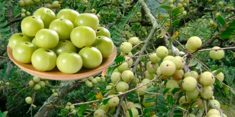 Phyllanthus Emblica Fruit 