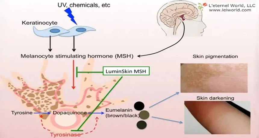 Inhibit melanin Inhibit melanin