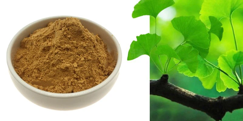 Ginkgo biloba extract