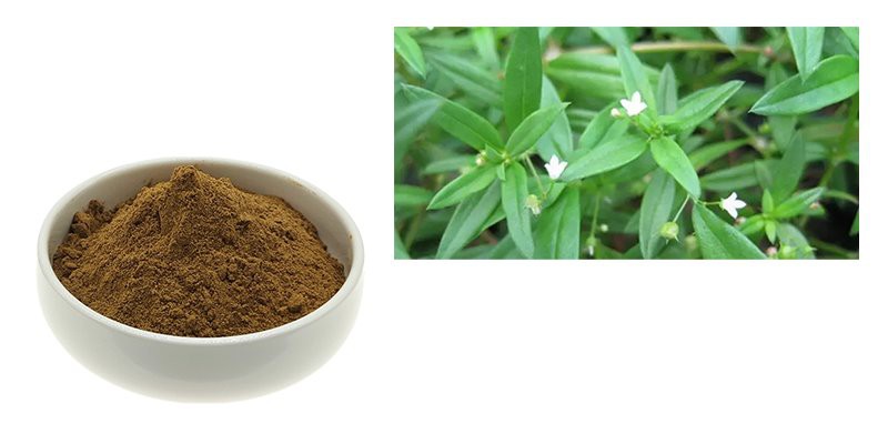 Hedyotis diffusa extract