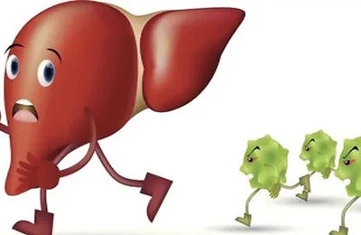 glycyrrhizic acid protects the liver