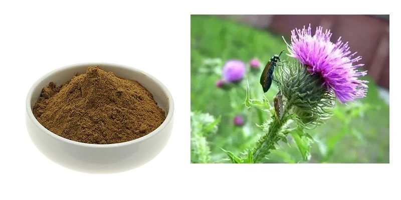 Milk Thistle Extract Milk Thistle Extract
