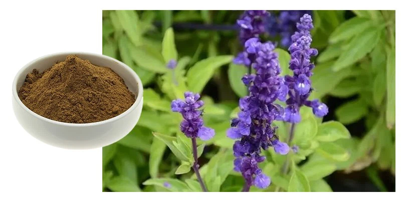 Salvia extract Salvia extract