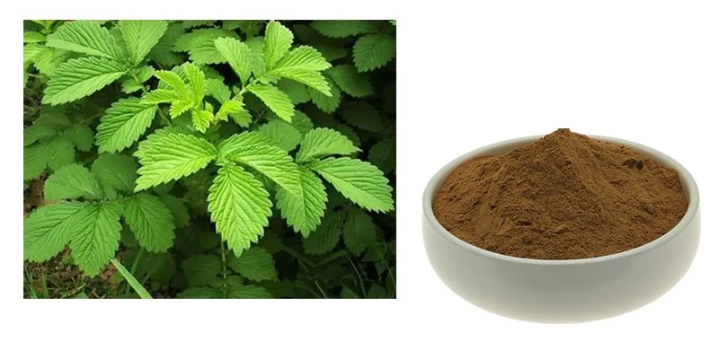 Hairyvein Agrimonia Herb Extract Hairyvein Agrimonia Herb Extract