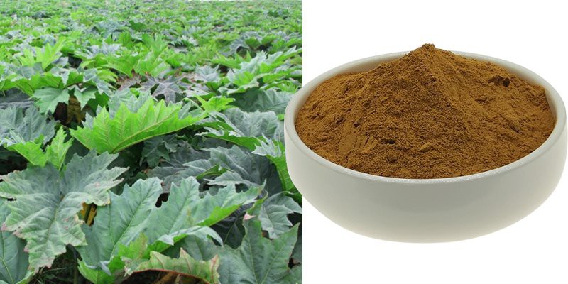 Rheum palmatum extract powder Rheum palmatum extract powder