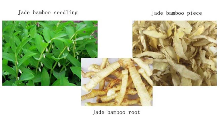 Polygonatum Extract Powder 1 Polygonatum Extract Powder 1