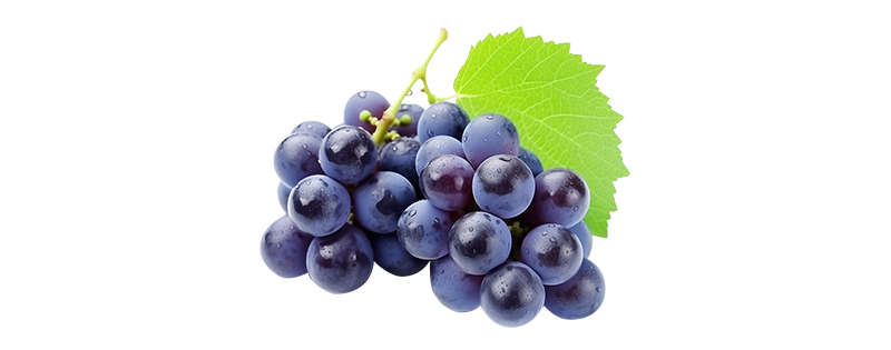 Grape Seed Extract Powder