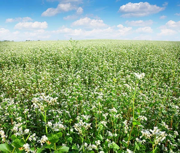 What Is Tartary Buckwheat Extract? Benefits & Applications