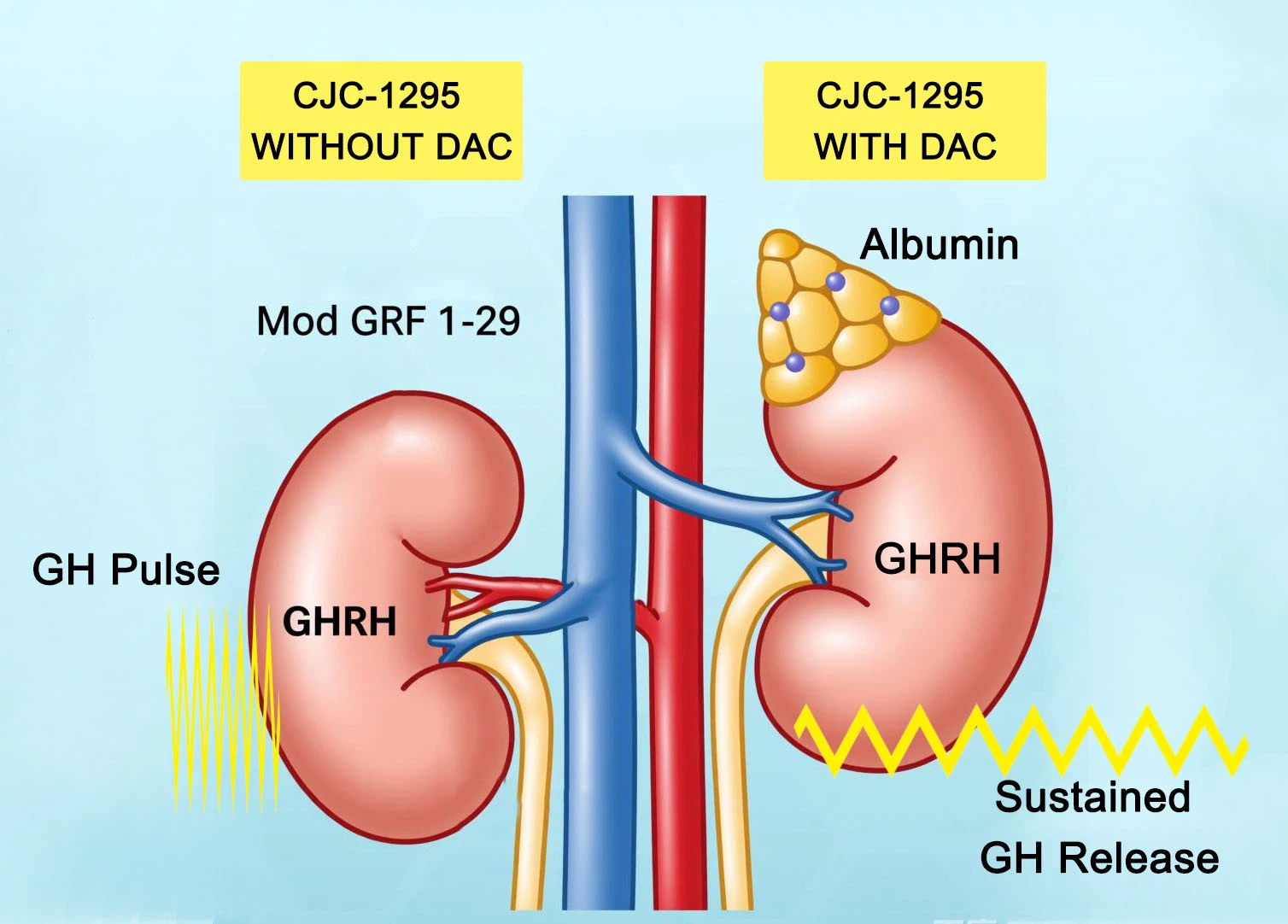 Mechanism of Action DAC vs No DAC GHRH Receptor Mechanism of Action DAC vs No DAC GHRH Receptor