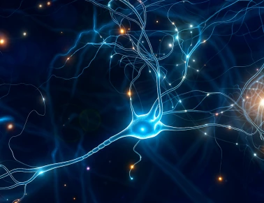 Thiamine is essential for the proper functioning of the nervous system, muscles, and heart. Thiamine is essential for the proper functioning of the nervous system, muscles, and heart.