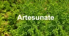 Artesunate: Benefits, Dosage, Side Effects And More
