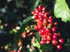 Arabica Coffee Pulp Extract Slashes Cholesterol And Weight