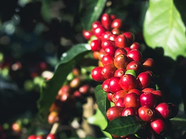 Arabica Coffee Pulp Extract Slashes Cholesterol And Weight