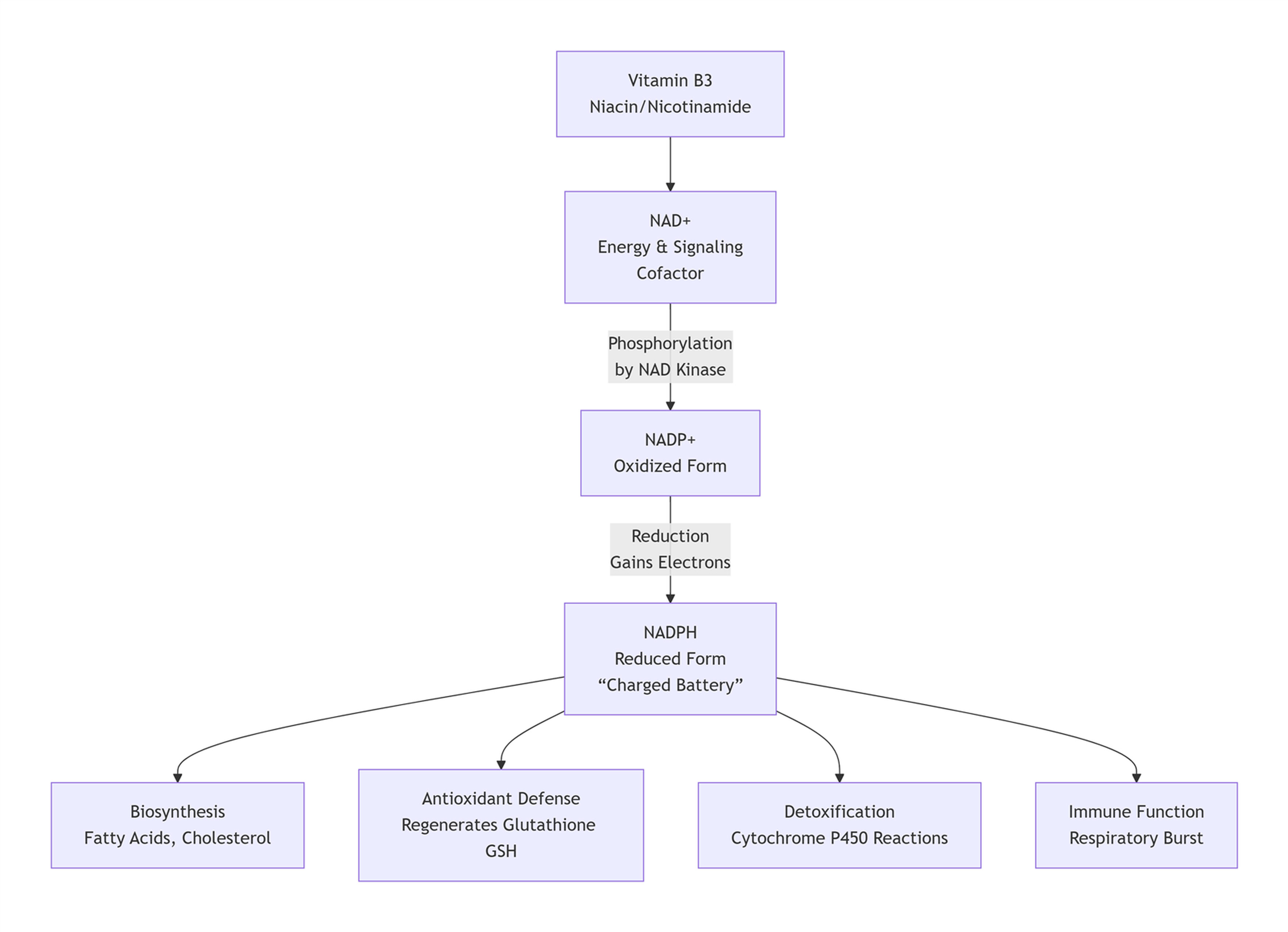 how NADP fits into your cellular metabolism how NADP fits into your cellular metabolism